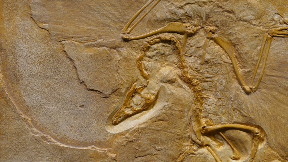 Icnitas de dinosaurios en Enciso, Patrimonio Mundial de huellas de dinosaurios en La Rioja